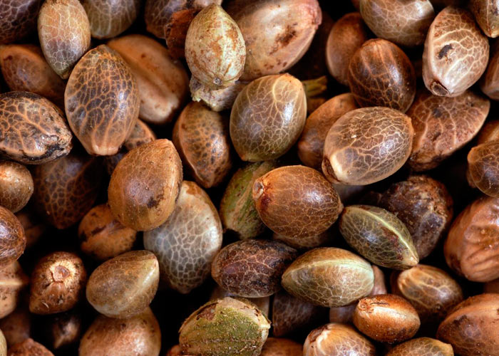 Какие преимущества семян конопли Какие преимущества семян конопли