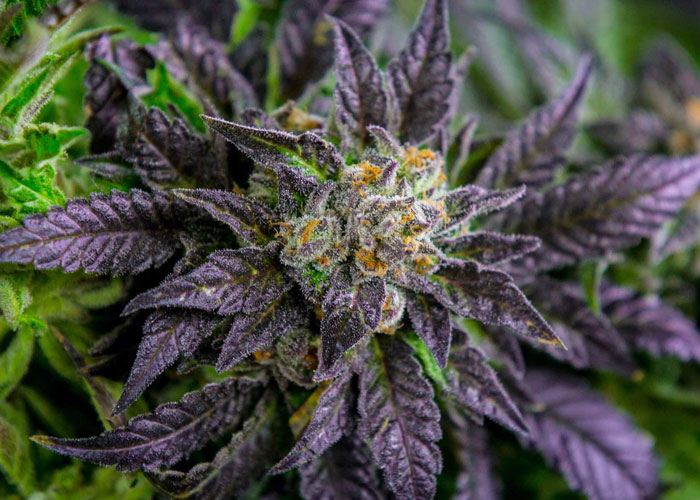 Что такое пурпурный каннабис? Что такое пурпурный каннабис?