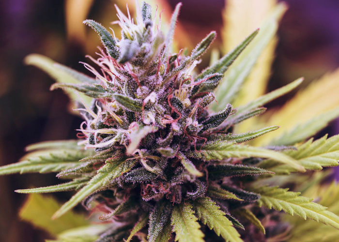 На какие сорта похожи purple штаммы? На какие сорта похожи purple штаммы?