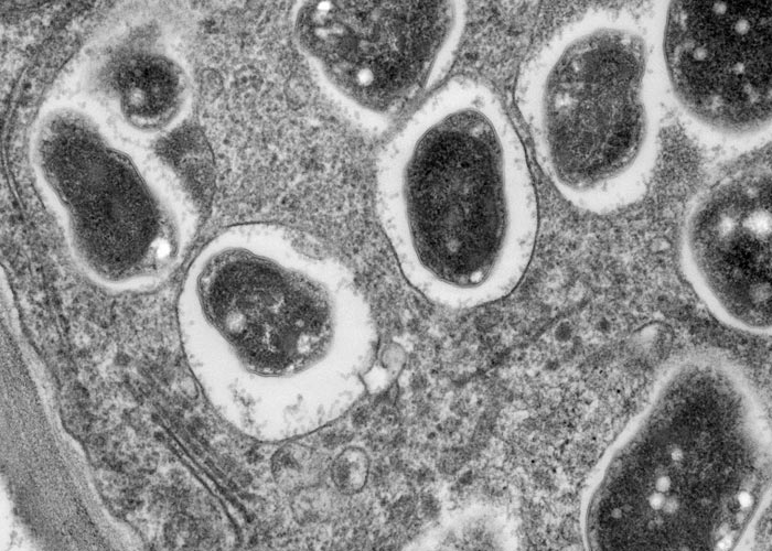 Питательная среда и требования к ней Питательная среда и требования к ней