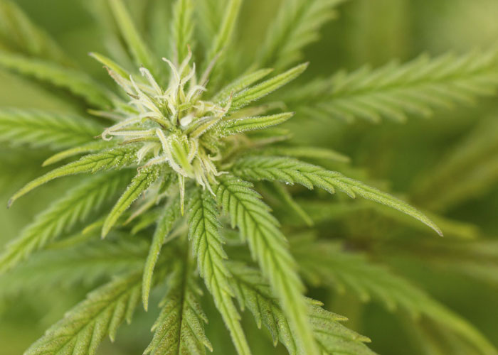 Каннабис сатива Каннабис сатива