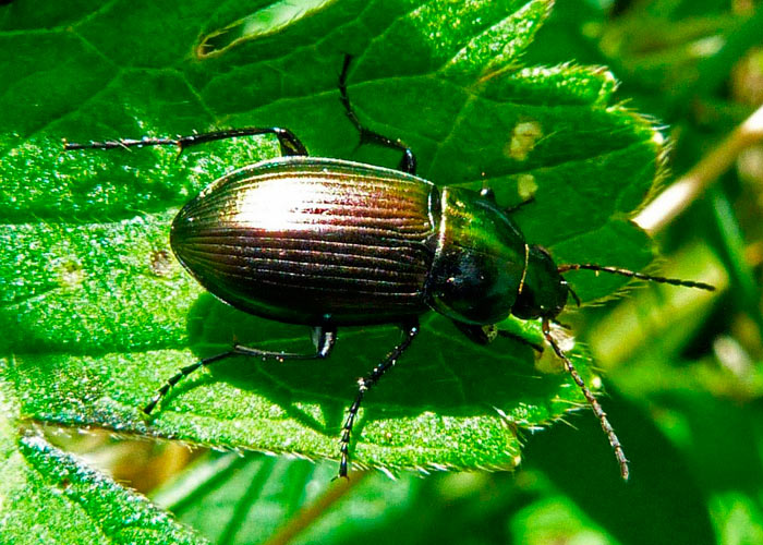 Жужелицы Жужелицы