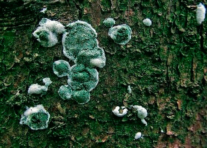 Как использовать Trichoderma при выращивании каннабиса Как использовать Trichoderma при выращивании каннабиса