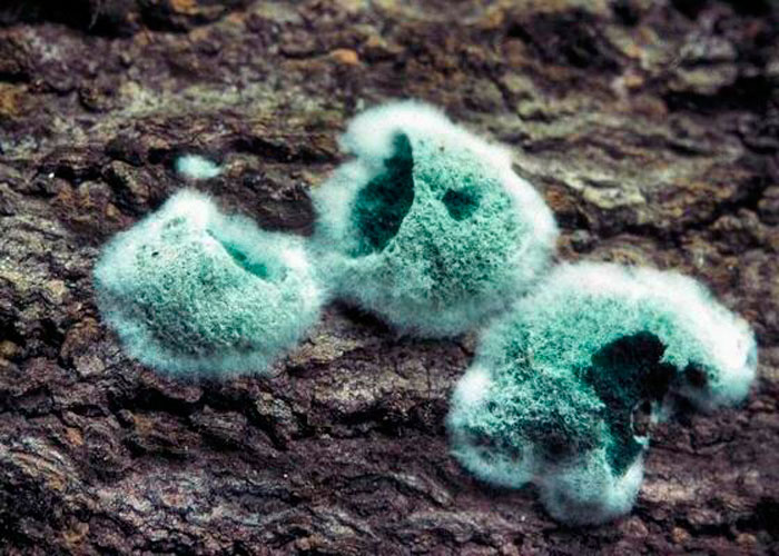 Что такое триходермия? Что такое триходермия?