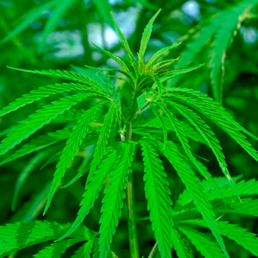 F1 семена конопли гибридов F1 семена конопли гибридов