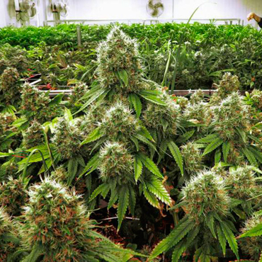 Лучшие сорта конопли Лучшие сорта конопли