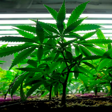 Семена конопли для индор Семена конопли для индор