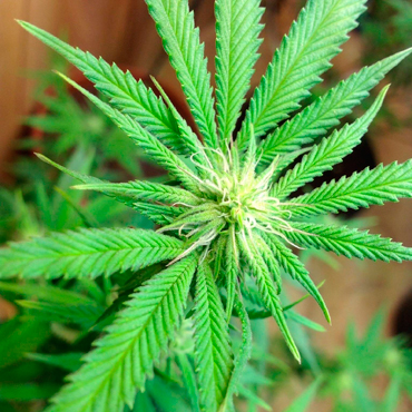 Автоцветущие феминизированные сорта конопли Автоцветущие феминизированные сорта конопли