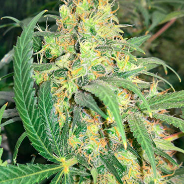 Семена конопли Super Skunk fem Семена конопли Super Skunk fem