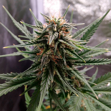 Сорт конопли Cheese Сорт конопли Cheese