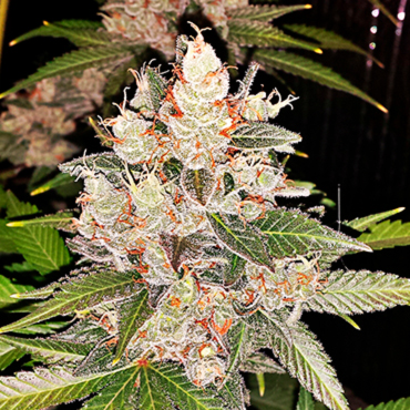 Сорта конопли с запахом дизеля Сорта конопли с запахом дизеля