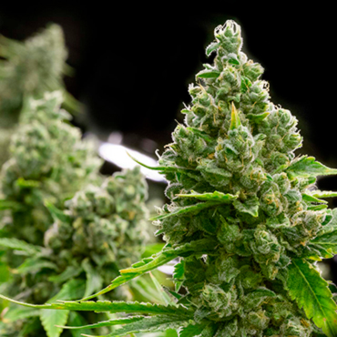 Мощные сорта конопли Мощные сорта конопли