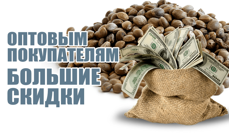 Семена конопли оптом Семена конопли оптом