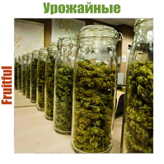 Урожайные сорта конопли Урожайные сорта конопли