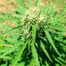 заказ семян конопли Спб Auto Somango feminised