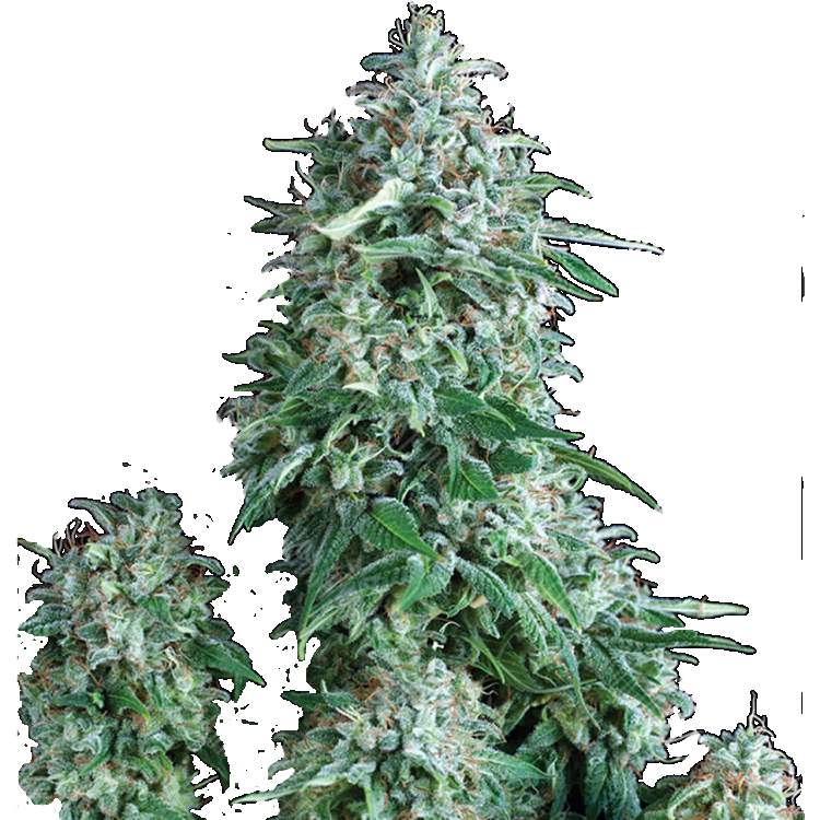 хорошие семена конопли Anubis regular Ganja Seeds