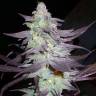 Train Wreck feminised Green House Seeds