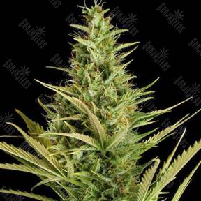 Auto Cheese XXL feminised Dinafem Seeds