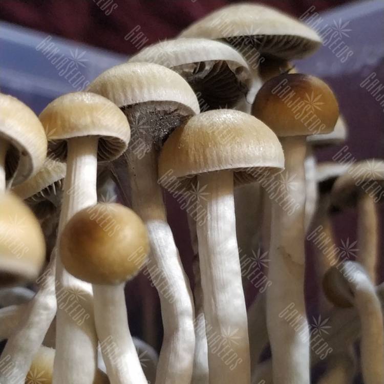 споры грибов McKennaii