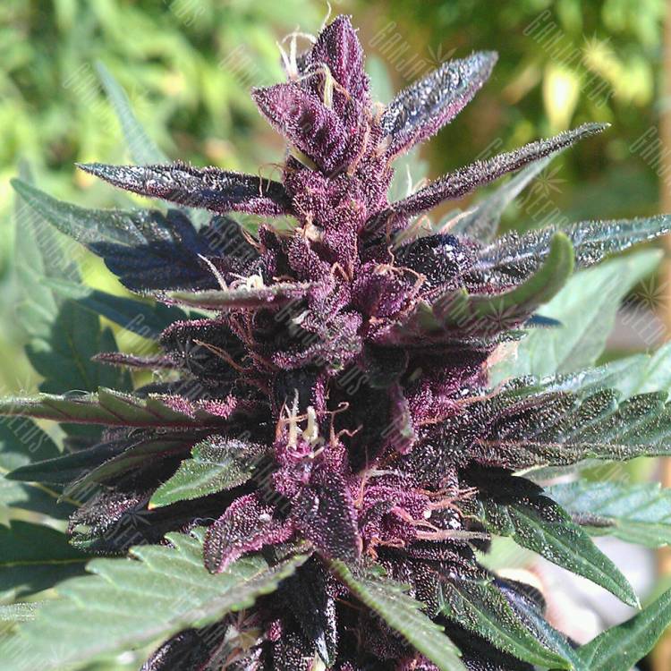 урожайные семена конопли Auto Purple Kush regular урожайные семена конопли Auto Purple Kush regular
