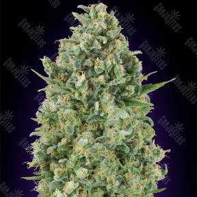 Critical Poison feminised 00 Seeds