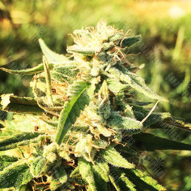 конопля семена сорта заказать CBD Caramel regular Barneys Farm конопля семена сорта заказать CBD Caramel regular Barneys Farm