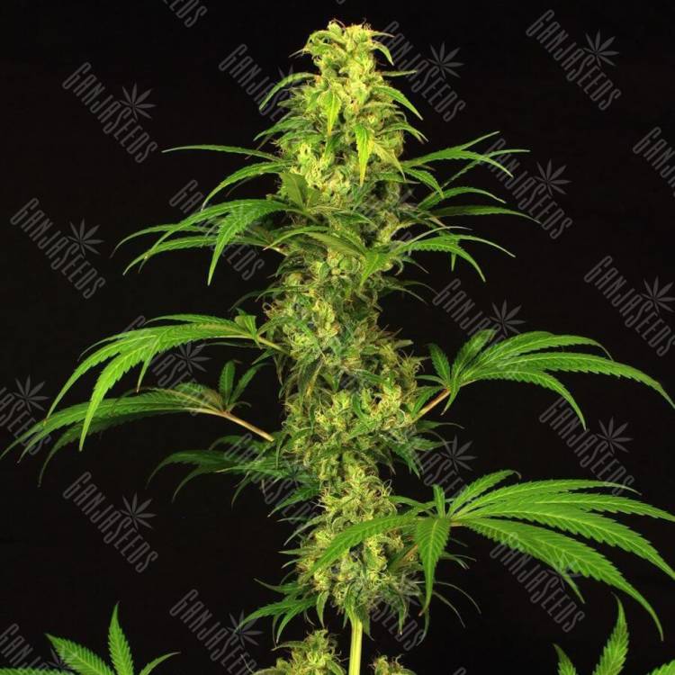 семена конопли гидропоники Spicy Bitch regular Exotic Seed семена конопли гидропоники Spicy Bitch regular Exotic Seed