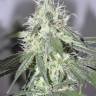 семена конопли дешево 707 Headband feminised Humboldt Seeds