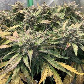 Auto AK-48 feminised Nirvana Seeds