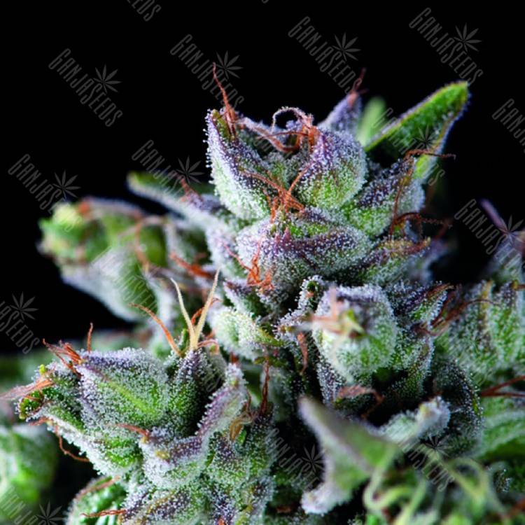 где заказать семена конопли Gorila feminised Pyramid Seeds