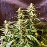 Недорогие семена Auto Jack feminised GanjaLiveSeeds Недорогие семена Auto Jack feminised GanjaLiveSeeds