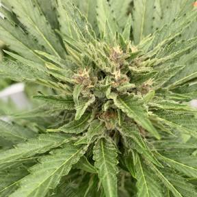 Auto Fat Banana feminised Ganja Seeds