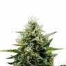 семена конопли недорого Auto Fat Banana feminised Ganja Seeds семена конопли недорого Auto Fat Banana feminised Ganja Seeds