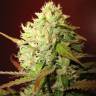 семена конопли в России Lemon Skunk feminised Green House Seeds семена конопли в России Lemon Skunk feminised Green House Seeds