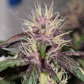 Auto Purple Mazar regular Ganja Seeds