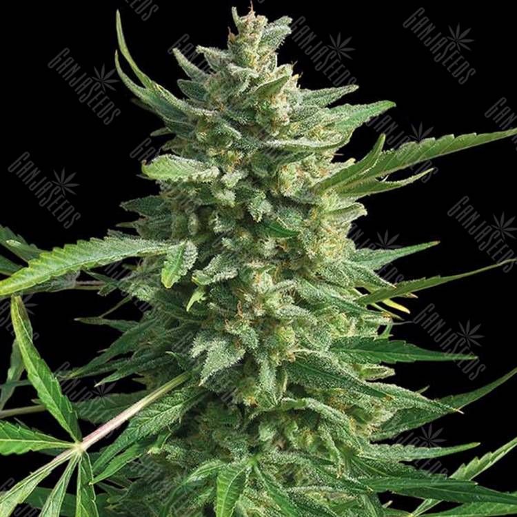 семена конопли Россия Critical Kush regular Barneys Farm