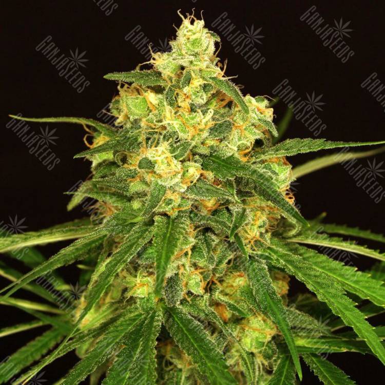 семена индийской конопли Tangerine Kush regular Exotic Seed семена индийской конопли Tangerine Kush regular Exotic Seed