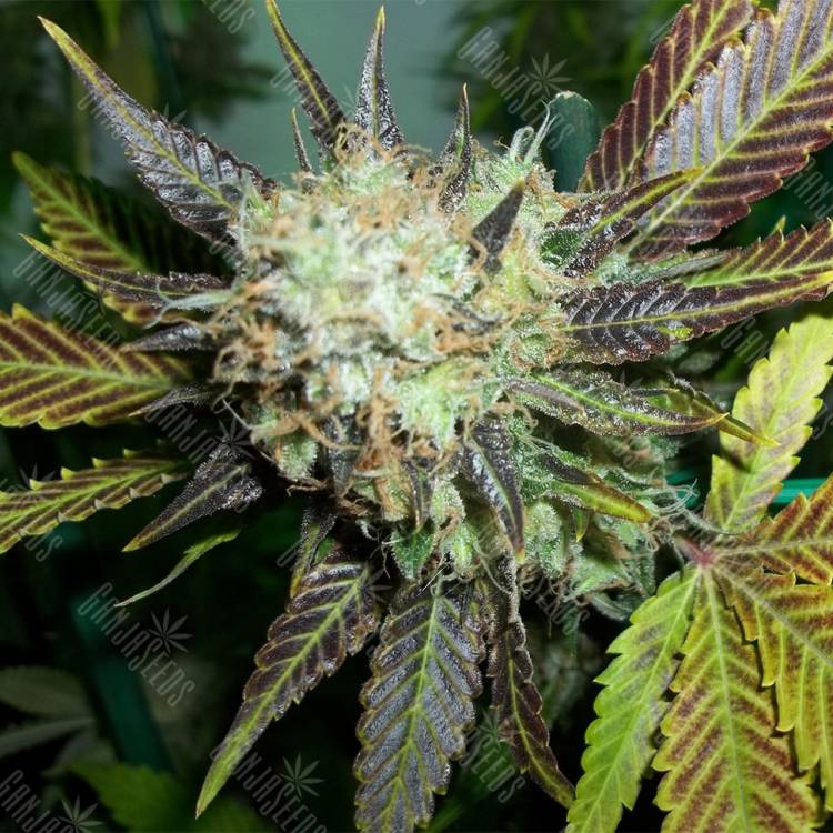 семена индийской конопли Lucid Bolt feminised Paradise Seeds