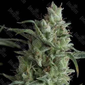Kryptonite feminised Pyramid Seeds