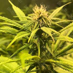 Power Flower feminised Royal Queen