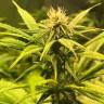 семена конопли курьером Power Flower feminised Royal Queen семена конопли курьером Power Flower feminised Royal Queen