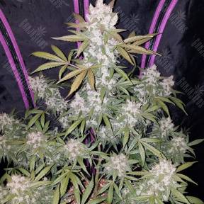 Girl Scout Cookies feminised Ganja Seeds
