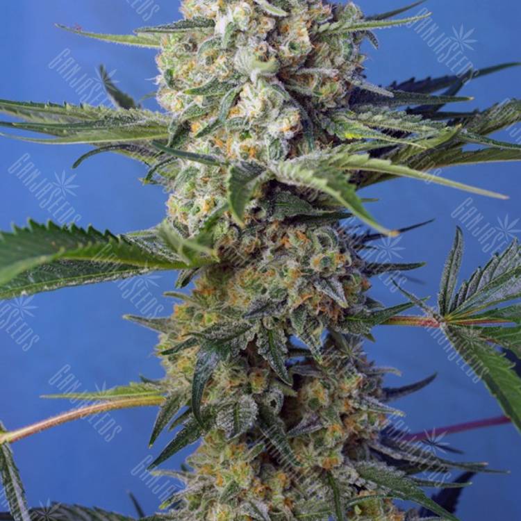 семена конопли сорта Crystal Candy feminised Ganja Seeds Fast Version семена конопли сорта Crystal Candy feminised Ganja Seeds Fast Version
