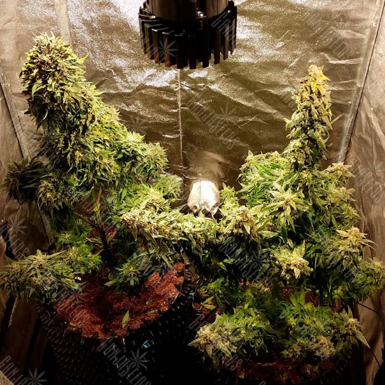 семена конопли автоцвет Auto Jack Herer feminised семена конопли автоцвет Auto Jack Herer feminised