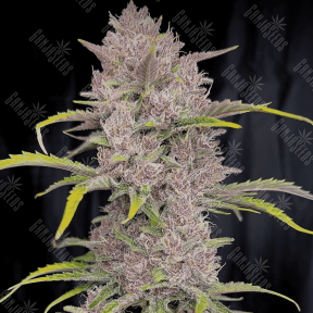 Auto MIX regular Ganja Seeds