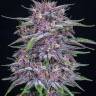 Auto MIX regular Ganja Seeds Auto MIX regular Ganja Seeds