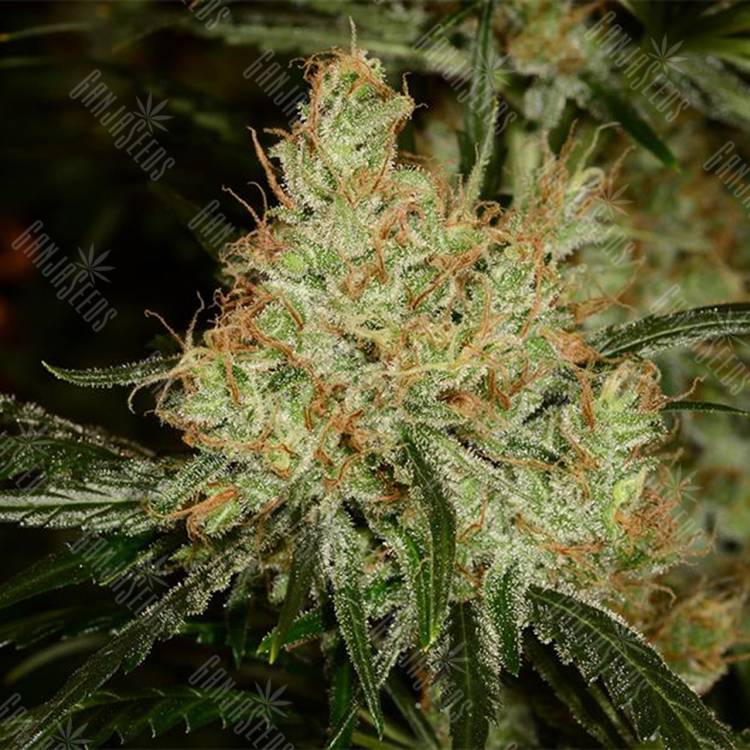 семена конопли индика K-Train feminised Green House Seeds семена конопли индика K-Train feminised Green House Seeds