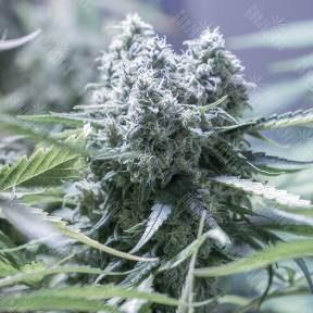 Auto Critical + 2.0 feminised Dinafem Seeds