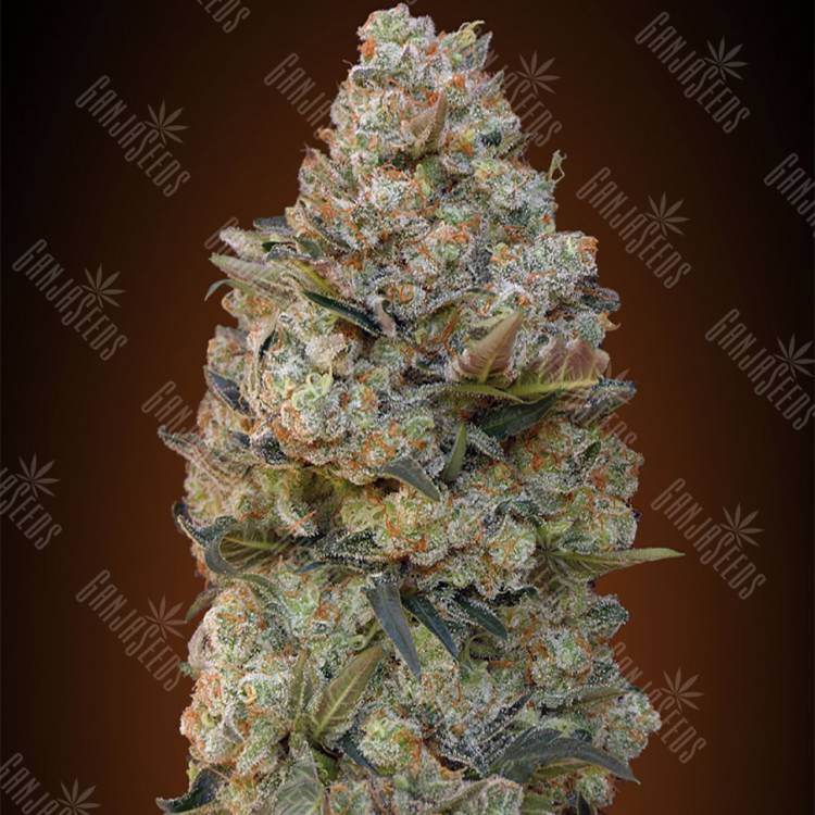 семена индийской конопли Female Collection №1 feminised 00 Seeds семена индийской конопли Female Collection №1 feminised 00 Seeds