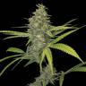семена конопли Спб G13 Haze regular Barneys Farm семена конопли Спб G13 Haze regular Barneys Farm